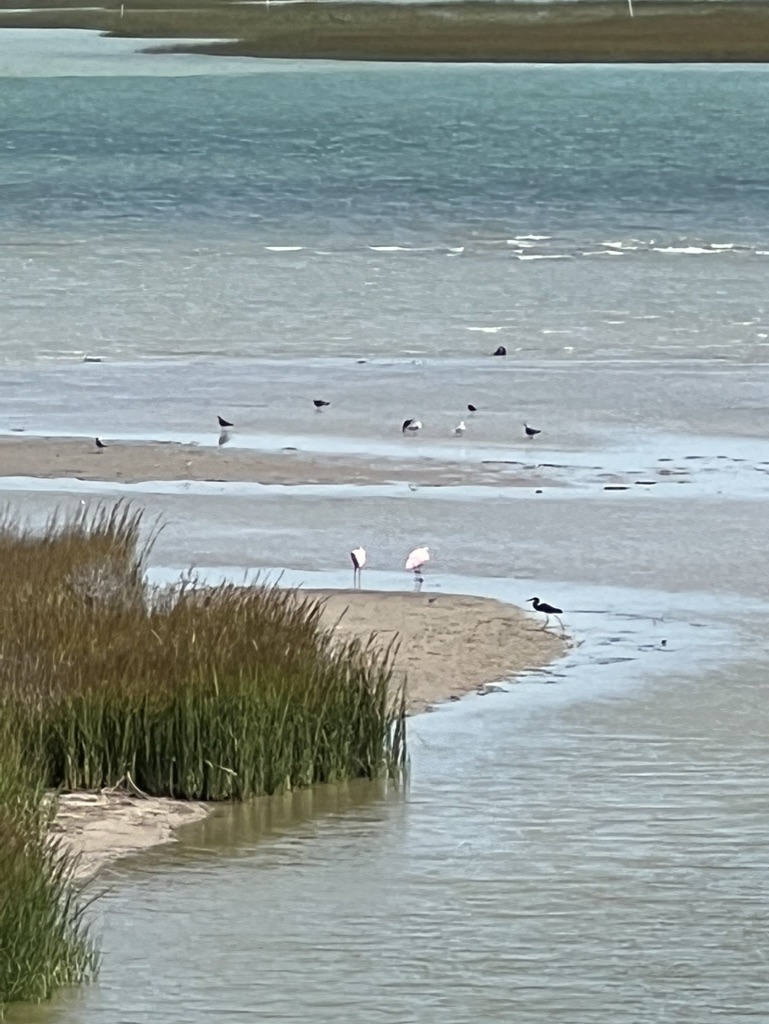 Coastal birds on exposed shoreline and shallow water