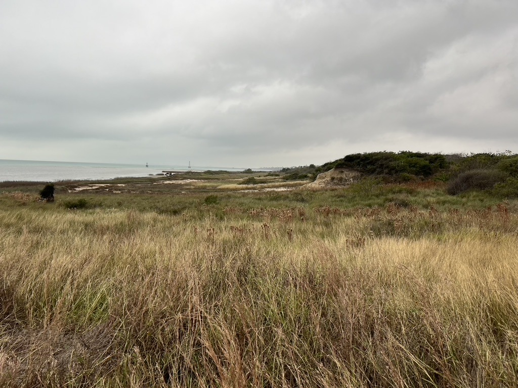 Natural coastal vegetation and grasses beside the bay