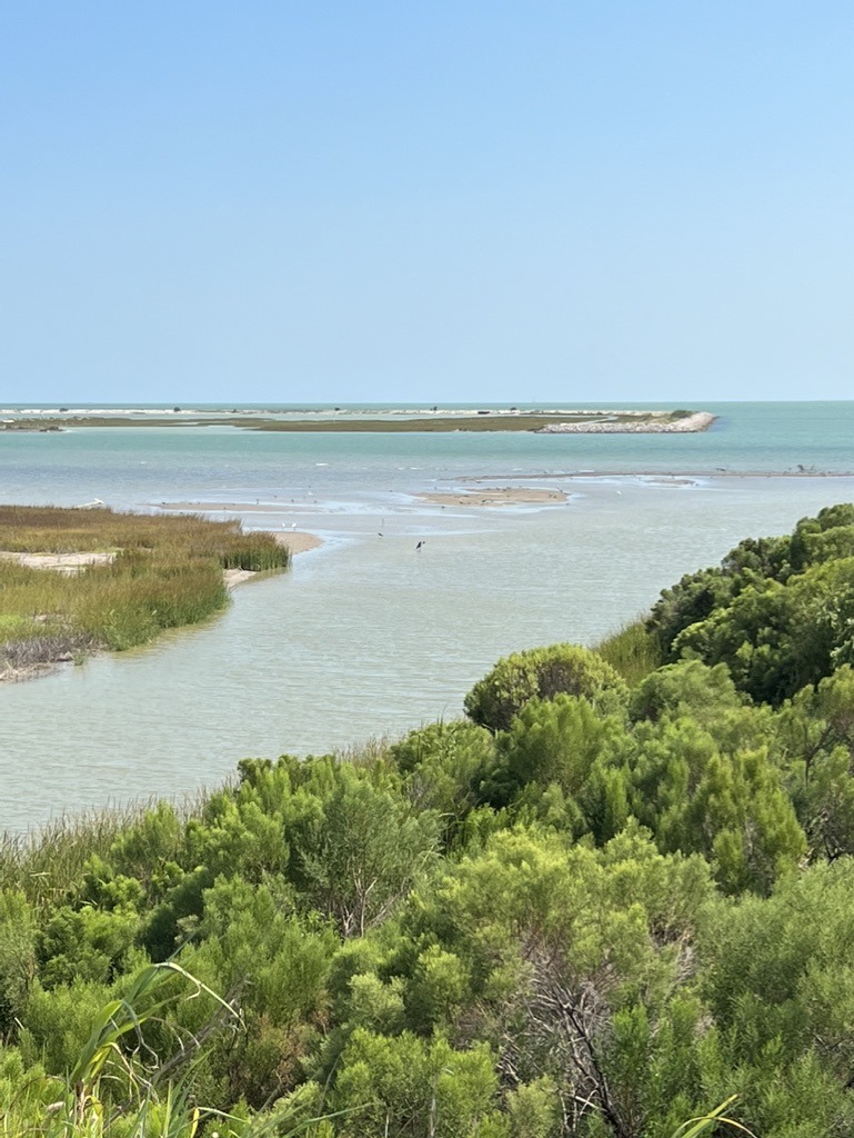 Coastal water and shoreline vegetation in an owner-supplied photograph